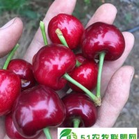 簽合同 朔州紅燈大櫻桃樹苗供應(yīng)商