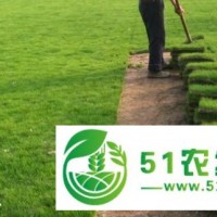 草皮、馬尼拉草坪、農(nóng)戶**