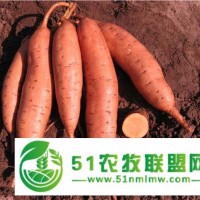 17年紅薯苗價格優(yōu)惠市場需求量大