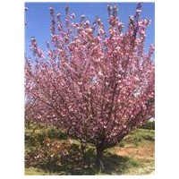 櫻花