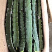 安定大紅火龍果幼苗 歡迎咨詢 廣州市增城大鄉(xiāng)里果樹種植供應