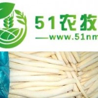 種子批發(fā)、 國(guó)產(chǎn)蘆筍種子 蘆筍種苗