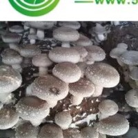 食用菌；香菇；平菇；木耳；菌種；菌代