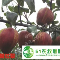 安徽果樹苗 安徽桃樹苗 安徽梨樹苗 梨樹苗價(jià)格