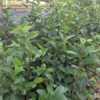 供應本地油茶小苗，高州油茶小苗