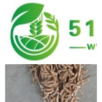 高產(chǎn)大豆品種供應(yīng)