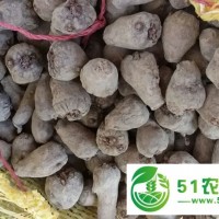 魯?shù)榭h魔芋種子批發(fā)/魯?shù)榭h魔芋種子報價/魯?shù)榭h魔芋種子供應商