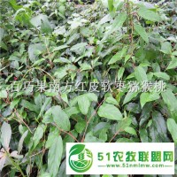 五彩花樹南北適宜的綠化樹五彩錦帶