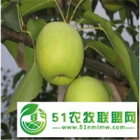 濟南梨樹苗基地 存活率高