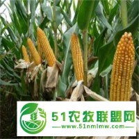 金谷103玉米種子高產(chǎn)價(jià)優(yōu) 家家豐玉米種子