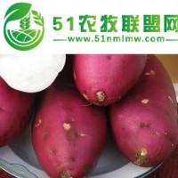 西安紅薯供應 秦薯4號紫紅 皮品質(zhì)優(yōu)良