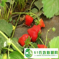 山東泰安常年出售 當(dāng)年結(jié)果法蘭地草莓苗 **草莓苗