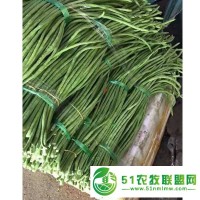 新翠龍B 翠綠豇豆種子長(zhǎng)豇豆種子 豇豆基地種植
