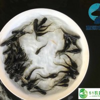 雜交南方大口鯰魚苗供應黃鯰魚苗批發(fā)大口鯰魚苗批發(fā)價格