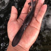 鴨子魚苗批發(fā)價格易養(yǎng)快大淡水魚苗鴨嘴魚種苗