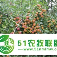 出售一公分酸棗苗？1年酸棗酸棗苗批發(fā)價(jià)格 ，河北邢臺(tái)良種酸棗苗種植基地，