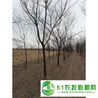安徽農(nóng)村合歡樹(shù)種植基地