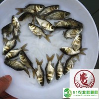 福建三明花鰱魚苗福建廈門大頭魚苗批發(fā)