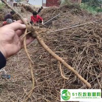 亳州一晨油用牡丹苗子直發(fā)牡丹種苗市場批發(fā)價格