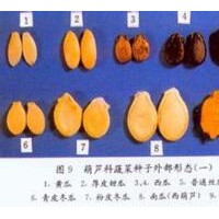 綠色蔬菜、有機(jī)蔬菜，未來農(nóng)業(yè)種植的發(fā)展趨勢