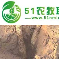 供青海肉蓯蓉和西寧淡蓯蓉