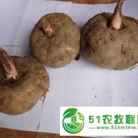 貴州能買到魔芋種子 貴州魔芋種子價格 貴州魔芋 貴州魔芋種植 魔芋在可以買到 魔芋可以買到