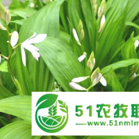 湖北鑫希望生態(tài)農(nóng)業(yè)黃精種植，多重扶持讓優(yōu)勢(shì)不言而喻