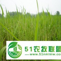 新疆蘆葦苗批發(fā)種植基地,香蒲小苗供應(yīng),鈿地