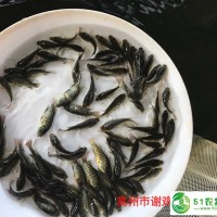 廣西貴港單性羅非魚苗批發(fā)廣西玉林羅非魚苗出售