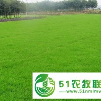 河北草坪，草皮，草皮批發(fā)，草皮種植基地，草坪卷，冷季型草坪，早熟禾草坪