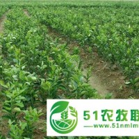 湖南青皮蜜橘苗出售&湖南青皮蜜橘苗價(jià)格價(jià)格&湖南供應(yīng)大量青皮蜜橘苗