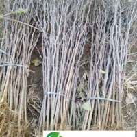 河北花椒苗、河北花椒苗基地.河北花椒苗價格