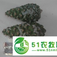 供應(yīng);云杉塔.落葉松塔.樟子松塔大量.可預(yù)定 各種塔殼 .