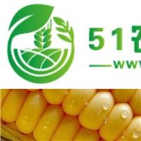依安縣景豐現(xiàn)代農(nóng)業(yè)玉米收購334