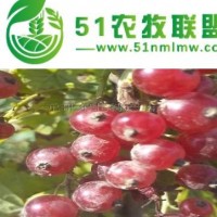 紅加侖果樹苗 紅豆樹苗 醋栗苗