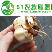 供應(yīng)貴州黔之寶****食用甜百合