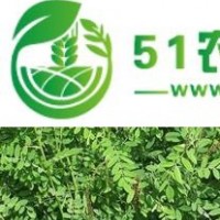 供應(yīng)一、二年生文冠果苗、八方資源網(wǎng)