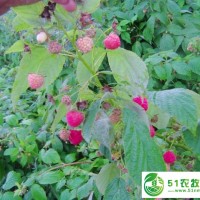 鑫達(dá)樹(shù)莓苗雙季秋福
