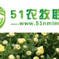金絲皇菊苗預(yù)售，菊花苗種植技術(shù)指導(dǎo)，杭白菊行情分析
