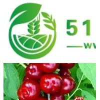 鈣果苗價(jià)格一棵++鈣果苗價(jià)格一棵++鈣果苗圖片
