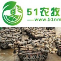 贛州蓮藕批發(fā)供應(yīng) 藕種種苗批發(fā) 嘉魚蓮藕種植基地