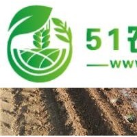移栽機|菊花*移栽機|株距均勻操作方便|田耐爾