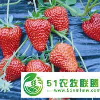 河南洛陽(yáng) 田園之春生態(tài)園 **紅顏草莓種苗基地 **批發(fā)