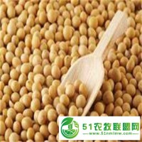 五谷雜糧黃豆 打豆?jié){用 新鮮東北大豆 批發(fā)長期合作優(yōu)惠 晉隆糧食