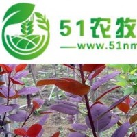供應紫葉李
