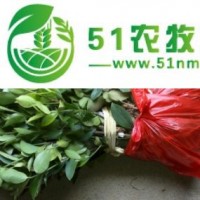 安徽嫁接油茶樹(shù)苗,油茶的種植,雜交油茶苗