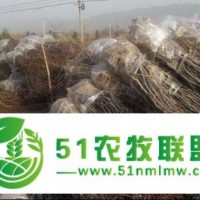 金絲小棗苗批發(fā)價(jià)格信息