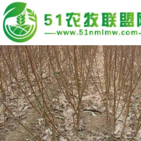 批發(fā)桃樹苗、嫁接毛桃苗、山西核桃樹苗供應(yīng)、占地大桃樹苗