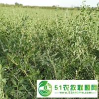 供應(yīng)商 天津白刺基地