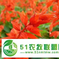 濰坊劃算的一串紅哪有賣，日照一串紅